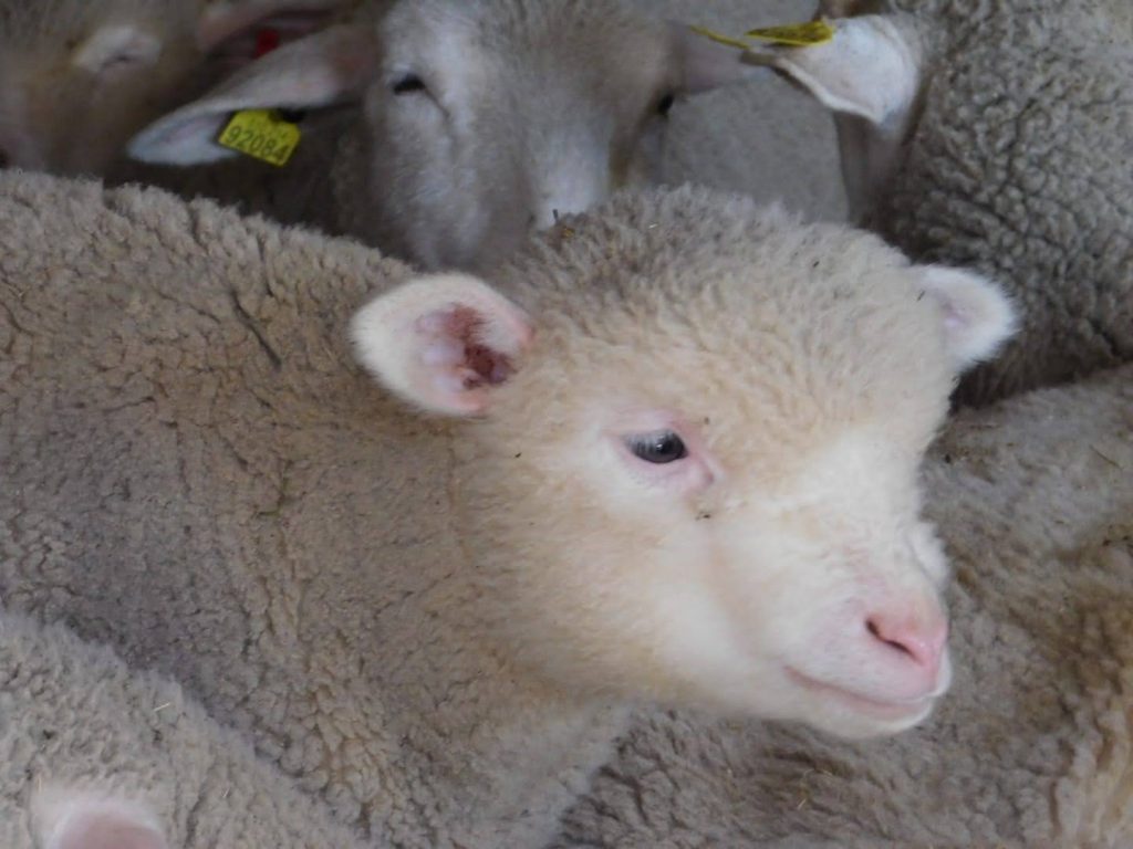 ferme de mouton à chambéry la ferme des belines