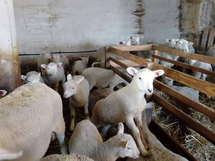 agneau à la ferme des belines